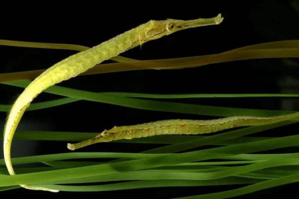 Alligator pipefish