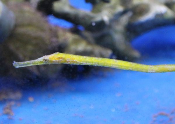 Alligator pipefish