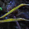 Alligator pipefish