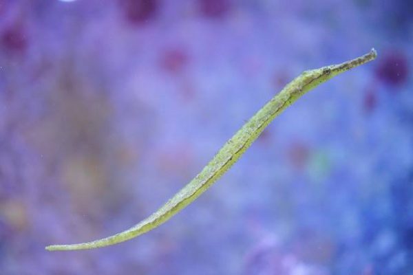 Alligator pipefish