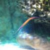 Janss' Pipefish