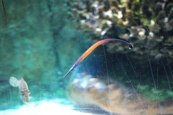 Janss' Pipefish