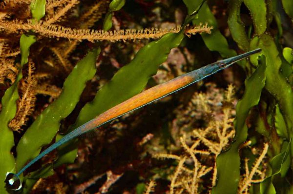Janss' Pipefish