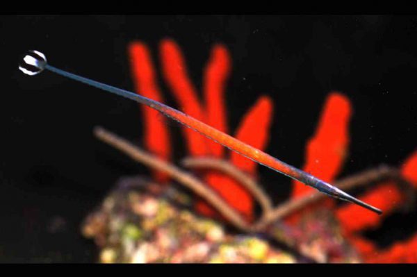 Janss' Pipefish