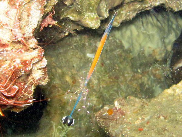 Janss' Pipefish