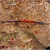 Janss' Pipefish