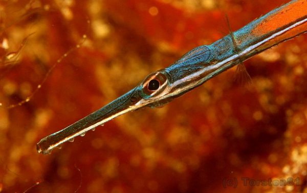 Janss' Pipefish