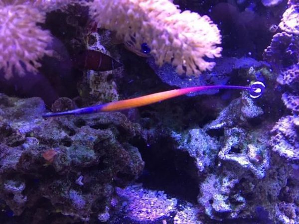 Janss' Pipefish