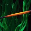 Janss' Pipefish