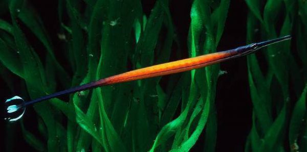 Janss' Pipefish