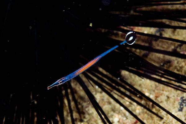 Janss' Pipefish