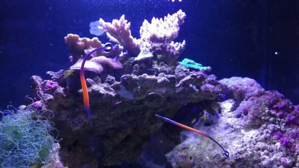 Janss' Pipefish