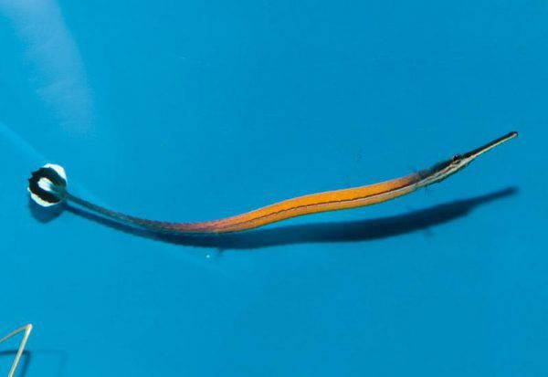 Janss' Pipefish