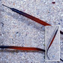 Janss' Pipefish