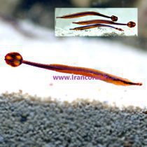blue stripe pipefish