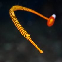 پایپ فیش راه راه زرد