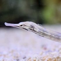 Dragonface Pipefish