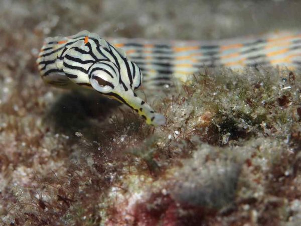 پایپ فیش صورت اژدها