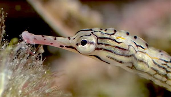 Dragonface Pipefish