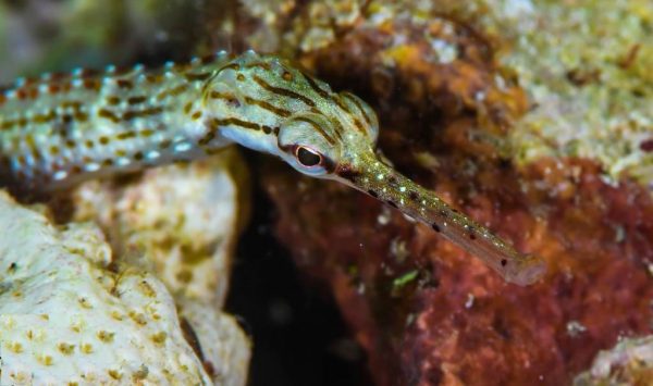 پایپ فیش صورت اژدها