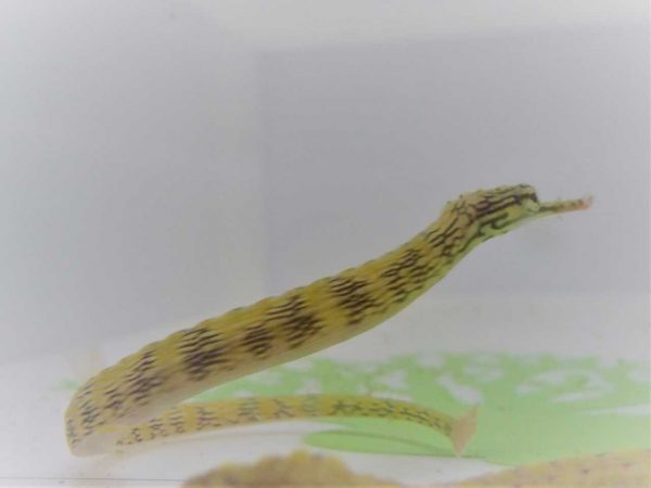 Dragonface Pipefish