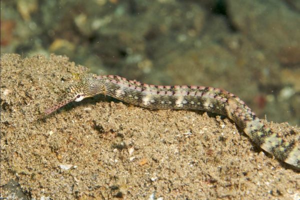 پایپ فیش صورت اژدها