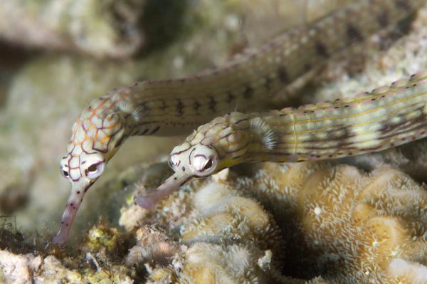 پایپ فیش صورت اژدها