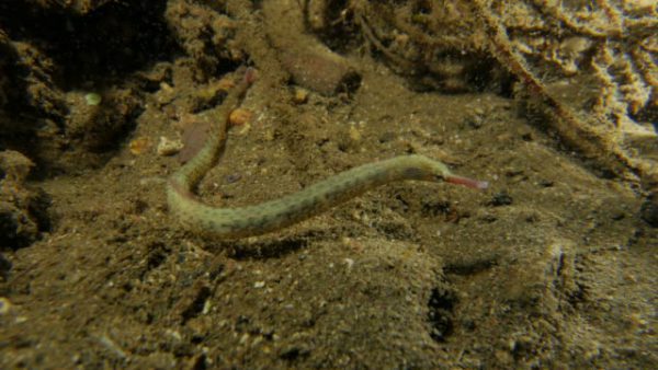 Dragonface Pipefish