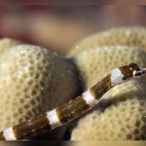 پایپ فیش نوار قهوه ای