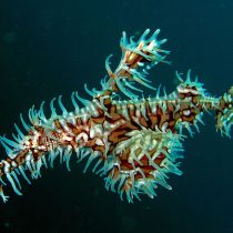 Harlequin Ghost Pipefish