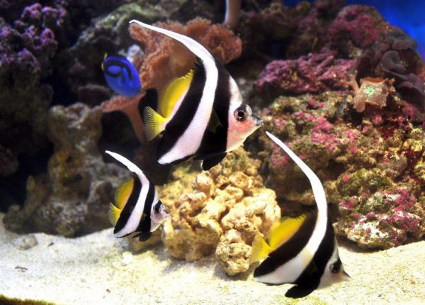 Heniochus Black & White Butterflyfish