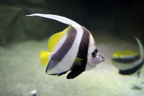 پروانه ماهی آنتن دار