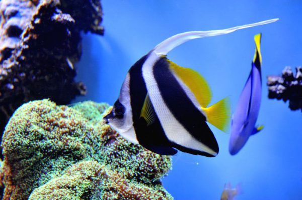 Heniochus Black & White Butterflyfish