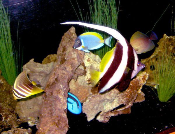 Heniochus Black & White Butterflyfish
