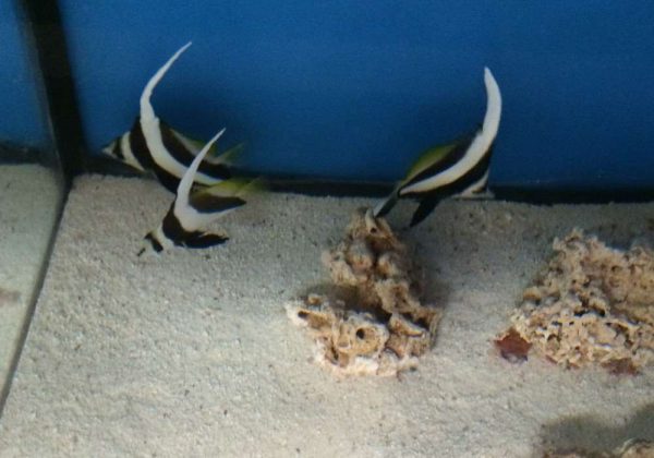 Heniochus Black & White Butterflyfish