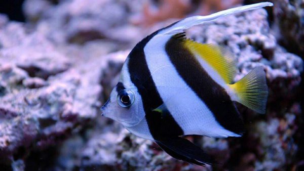 Heniochus Black & White Butterflyfish