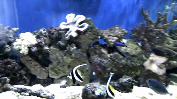 Heniochus Black & White Butterflyfish