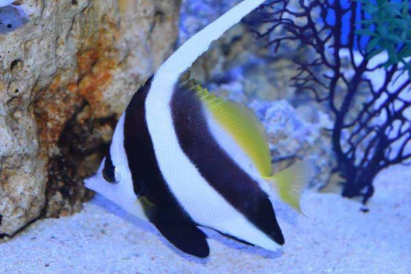 Heniochus Black & White Butterflyfish