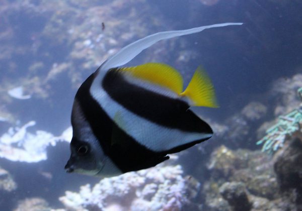 Heniochus Black & White Butterflyfish