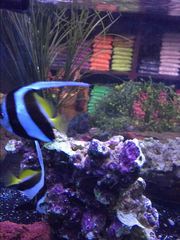 Heniochus Black & White Butterflyfish