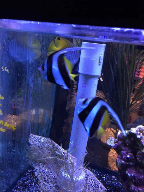 Heniochus Black & White Butterflyfish