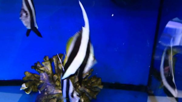 Heniochus Black & White Butterflyfish