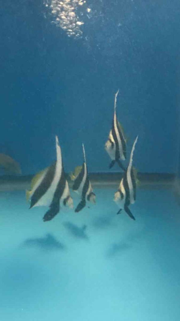 Heniochus Black & White Butterflyfish