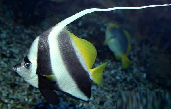 پروانه ماهی آنتن دار