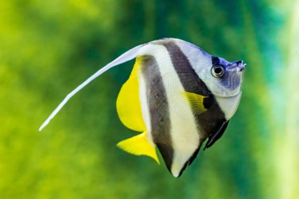 Heniochus Black & White Butterflyfish