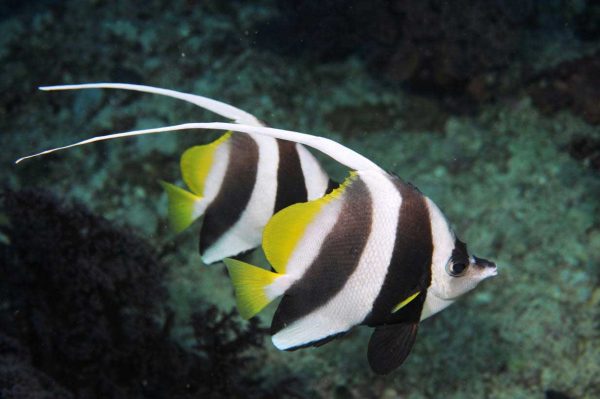 پروانه ماهی آنتن دار