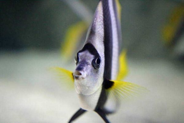 پروانه ماهی آنتن دار