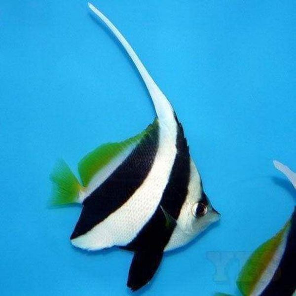 Heniochus Black & White Butterflyfish