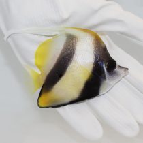 پروانه ماهی آنتن دار ردسی