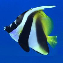 پروانه ماهی آنتن دار نقاب دار